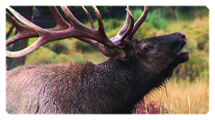 DSC700 313 Gone Hunting (Elk)